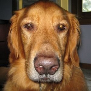 Meet your Posher, Candy